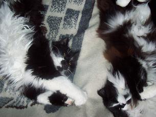 katt